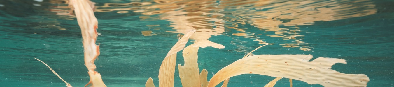 A Case for Seaweed Aquaculture Inclusion in U.S. Nutrient Pollution Management banner