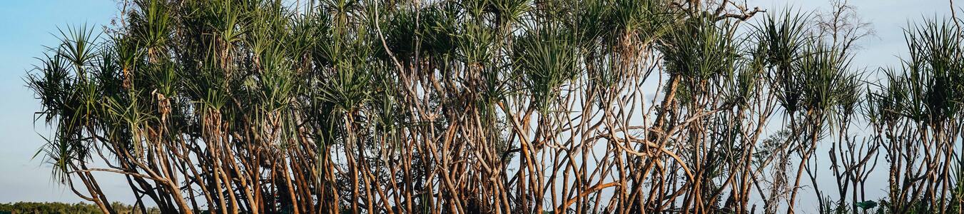 Waste and Energy Infrastructure Linked to Mangrove Restoration banner