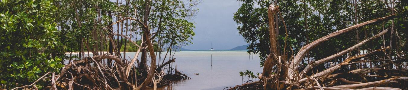 Waste Management and Mangrove Protection: A Circular Economy Approach banner