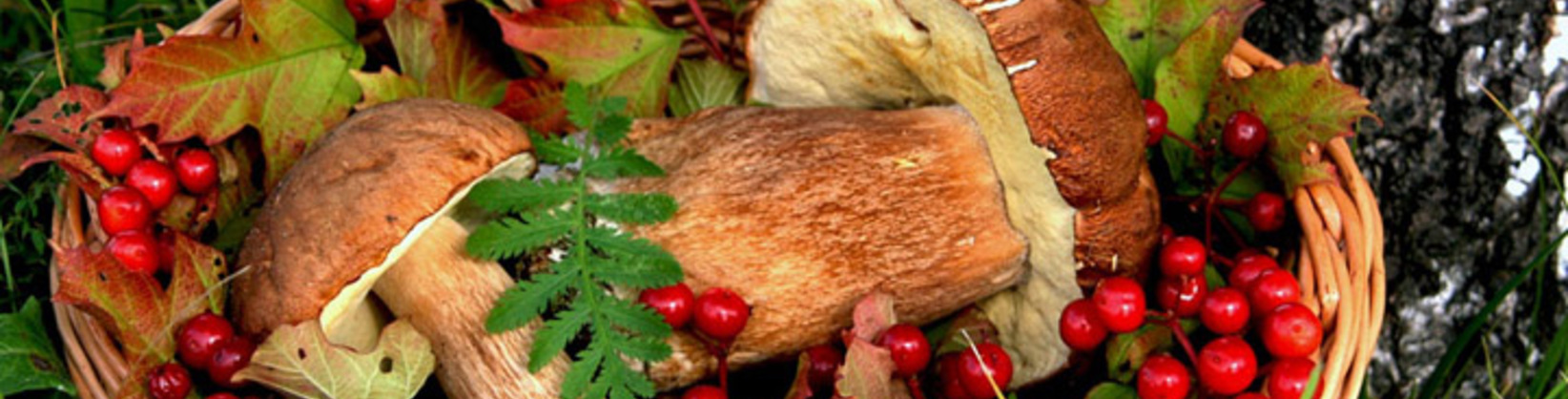 Global Food Waste Management - An Implementation Guide for All Cities banner