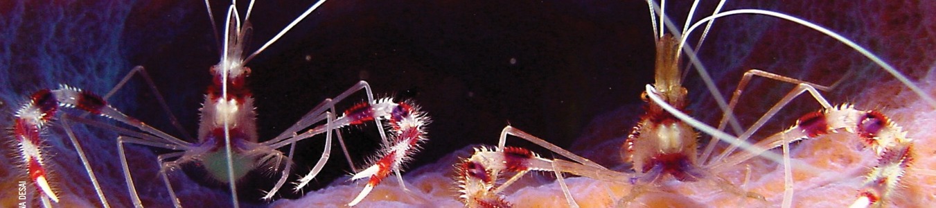 Reefs at Risk in the Caribbean banner