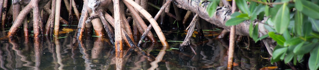 Reefs at Risk Revisited in the Coral Triangle Reefs at Risk Revisited in the Coral Triangle banner