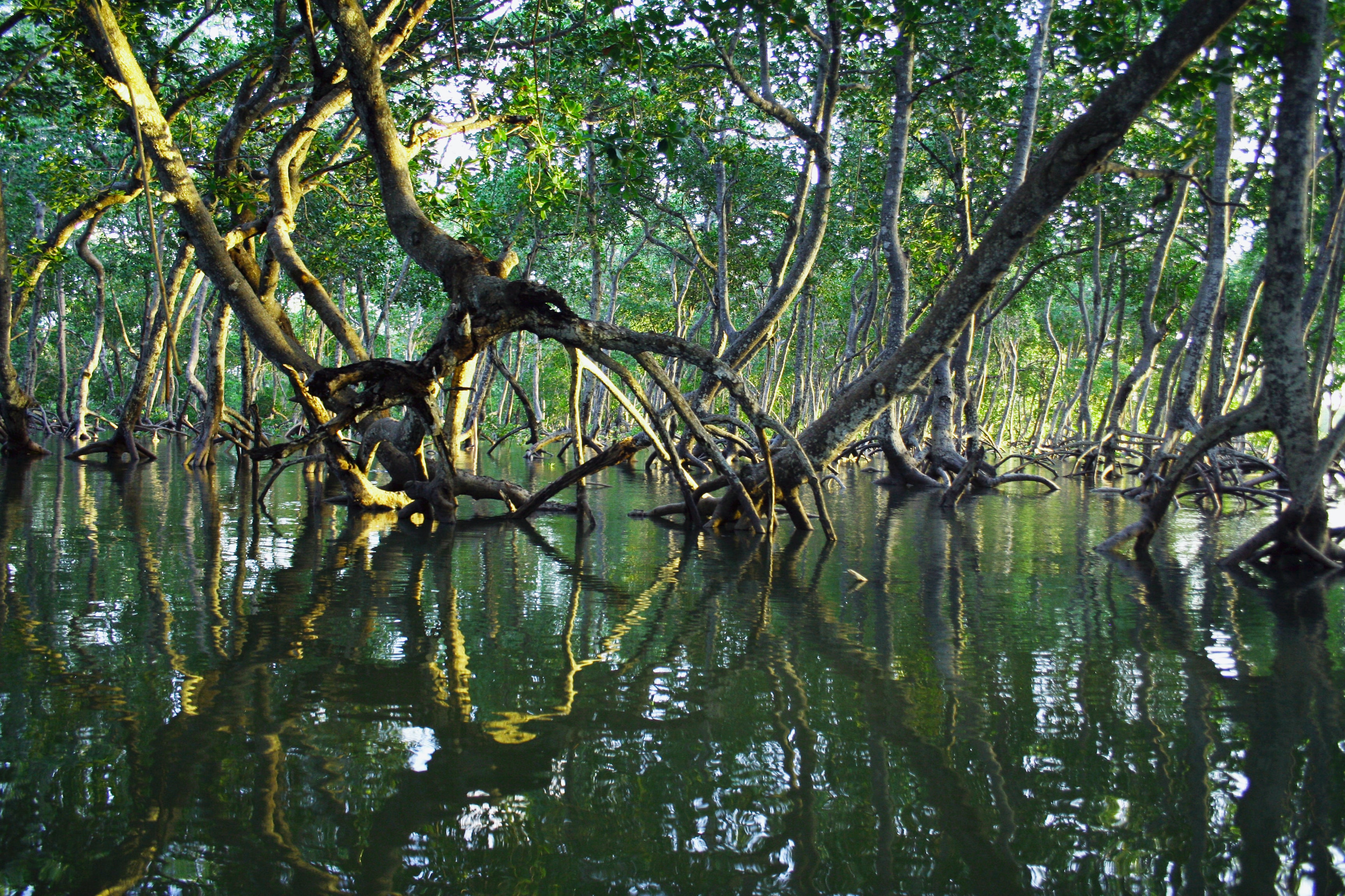Waste and Energy Infrastructure Linked to Mangrove Restoration card
