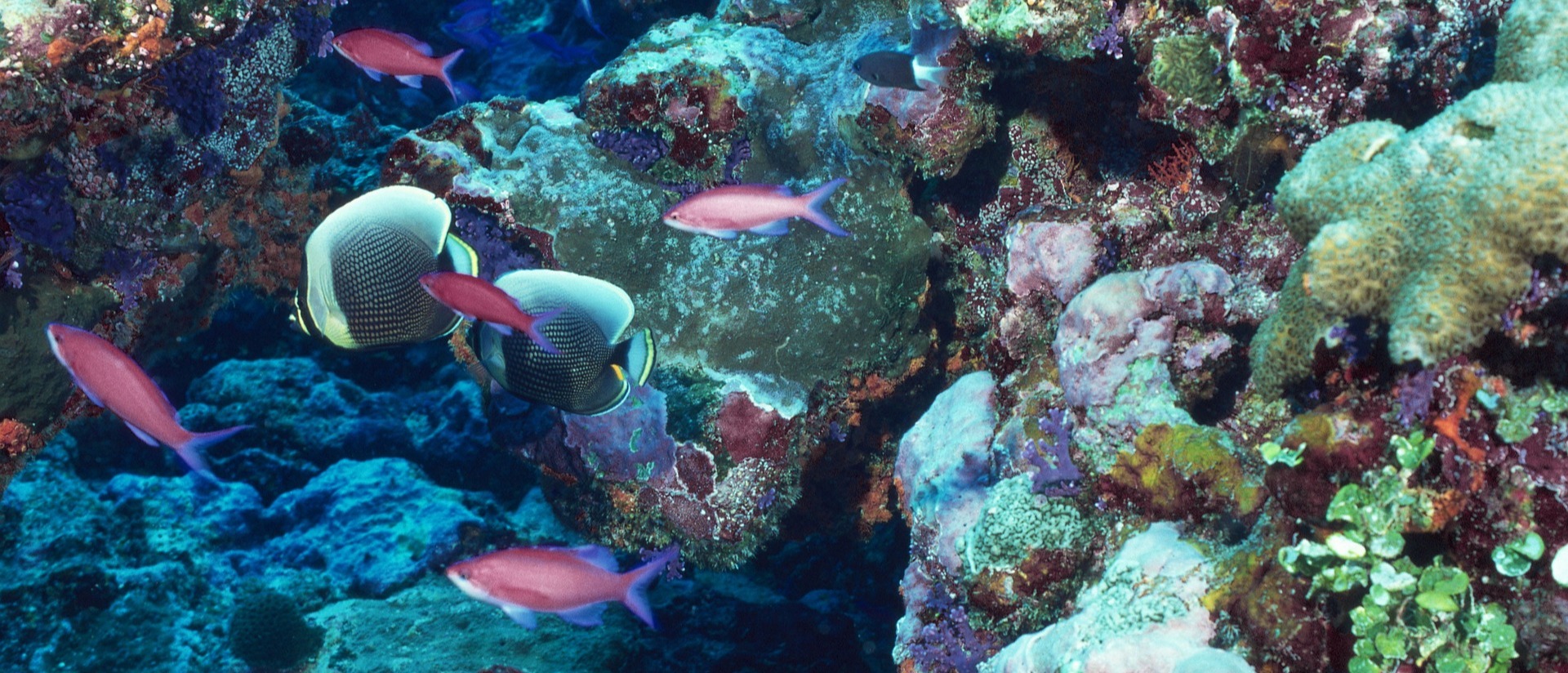 Best Practices- Sustainability & Replication card