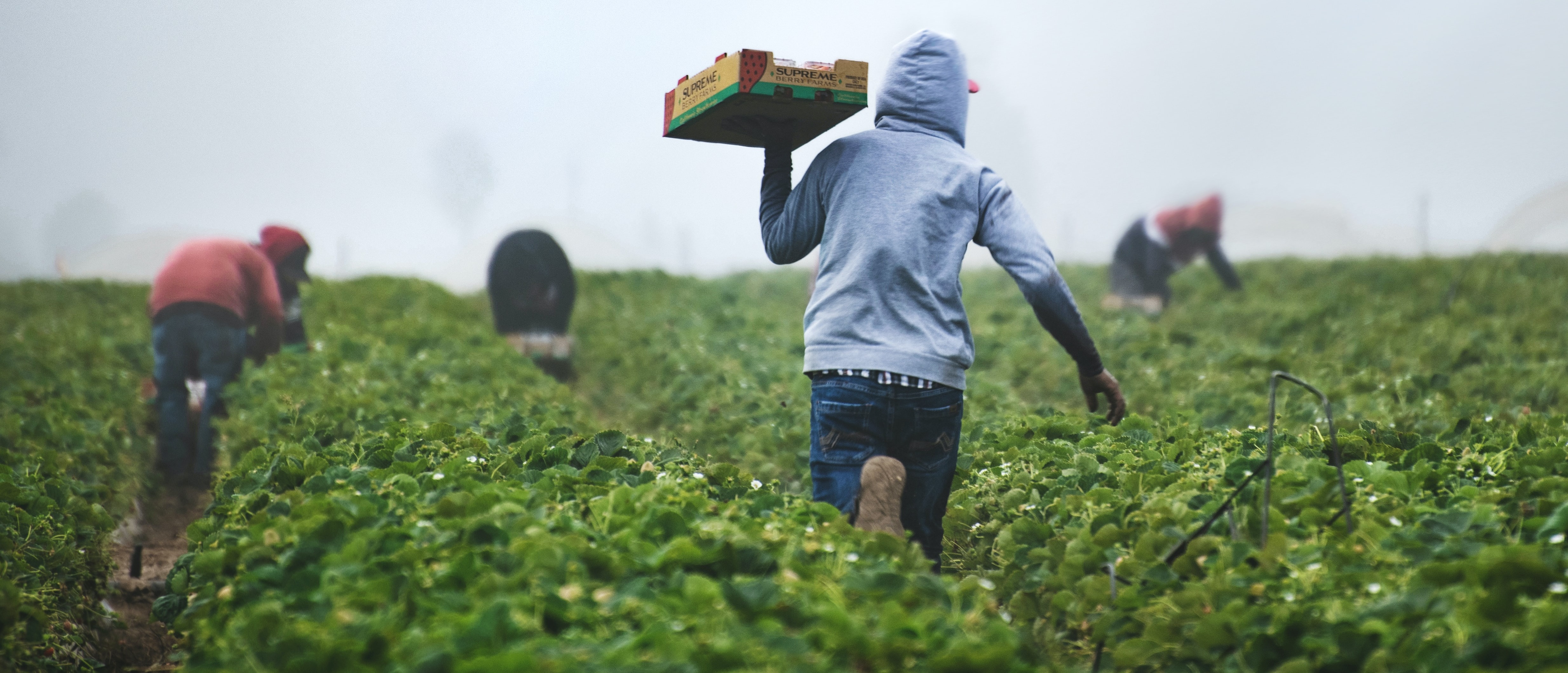 Carbon Farming: A Transition Path for Agriculture & Forestry card