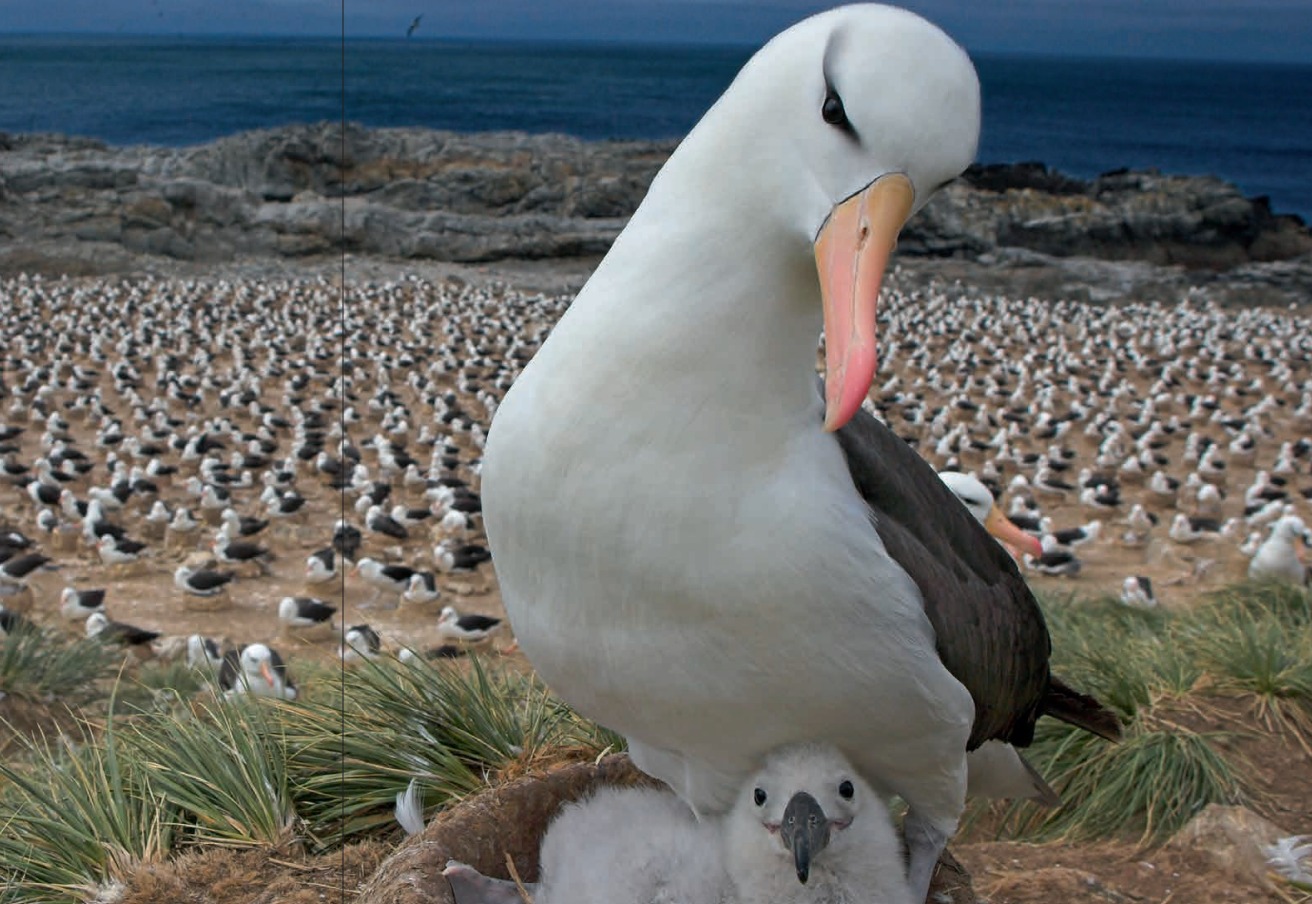 Living Planet Report 2020 card