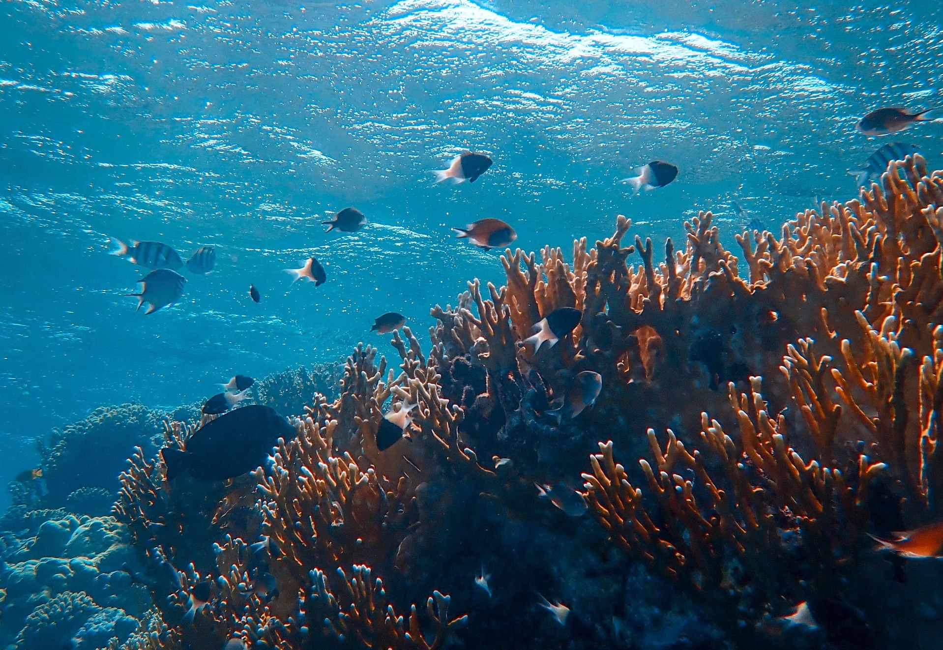 The Ocean Impact Pitchfest 2021 card