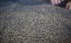 GreenMantra Technologies card