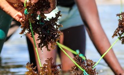 ASC-MSC Seaweed Certification card