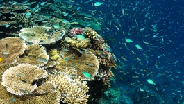 Reef Restoration and Adaptation Program card